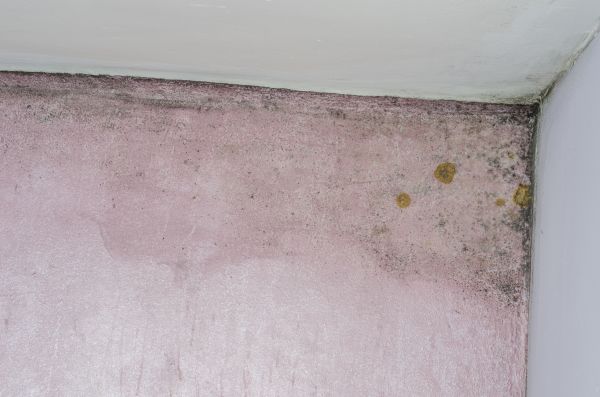 Moisture Restoration